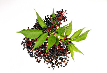 Fototapeta premium Elderberries