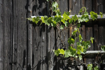 Winoirośl © studiotc