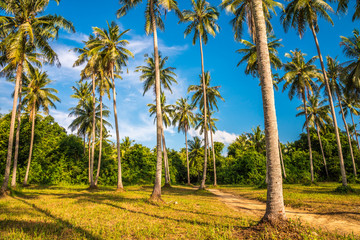 Obraz premium Beautiful coconut palm tree forest with blue sky sunny day background - Tropical summer holiday concept.