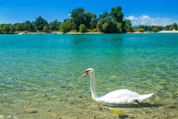 White swan on beautiful Jarun lake in Zagreb, Croatia, sunny summer day, green island in background