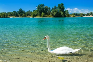 Door stickers Swan White swan on beautiful Jarun lake in Zagreb, Croatia, sunny summer day, green island in background