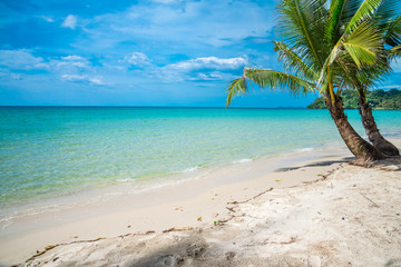 Coconut palm tree on beautiful tropical island beach summer holiday - Travel summer vacation concept.