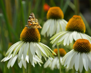 Obraz premium A Small Tortoiseshell butterfly (Aglais Urtica) on White Swan Echinacea flowers, also known as Coneflowers
