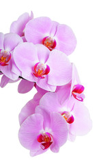 Naklejka na ściany i meble Pink orchid flower