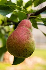 Pear on the tree in the garden