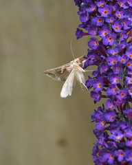 Silver Y butterfly or autographa gamma