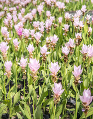 Siam tulip field with blur background sweet tone