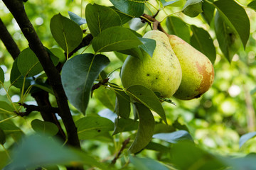 Pear on the tree in the garden