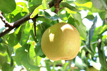Japanese pear tree