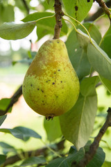 Pear on the tree in the garden
