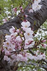 春のピンクや白の満開の桜