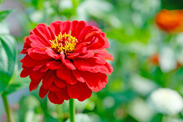 Red zinnia in garden with garden background