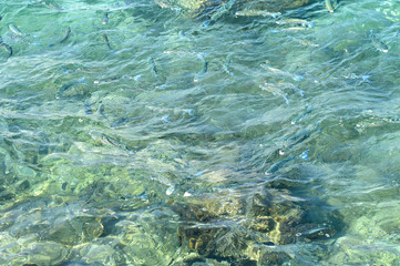 Fototapeta na wymiar Inside a sardine of fish close up in the deep blue sea