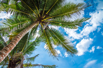 Coconut palm tree with blue sky sunny day background - Green nature and tropical travel summer holiday concept. 