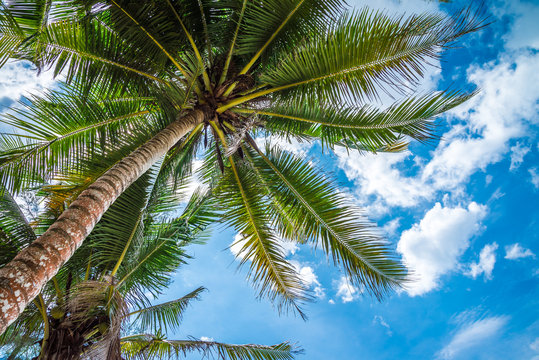 Coconut palm tree with blue sky sunny day background - Green nature and tropical travel summer holiday concept. 
