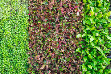 Three kinds of plant on wall as background