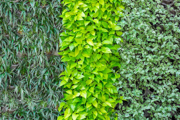 Three kinds of plant on wall as background