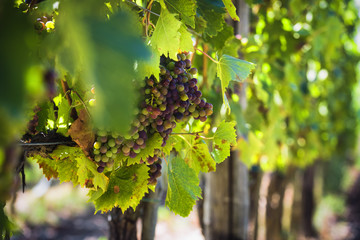 Garden full of bushes of grapes in the summer sunny day.