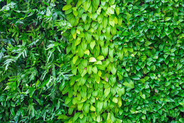 Fototapeta na wymiar Three kinds of plant on wall as background