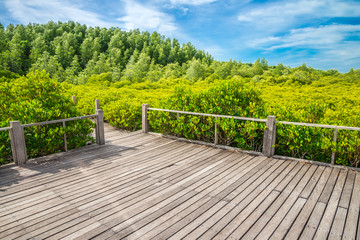 Wooden pavilion in mangrove forest - Green nature and save environmental concept.	