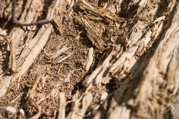 Holz Struktur eines alten Baumstamms - Detailaufnahme