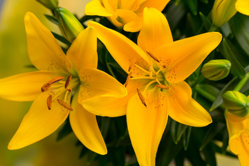 Fototapeta premium Lily yellow flower with buds on a gray background.