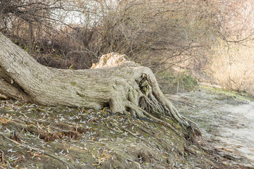 Trees by the river Danube