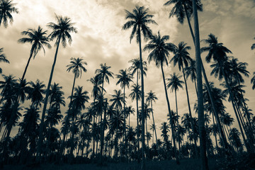 Fototapeta na wymiar Silhouette coconut palm tree summer holiday - Travel beach vacation concept, monochrome tone.