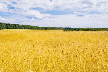 yellow wheat field