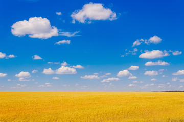 Fototapeta na wymiar yellow wheat field
