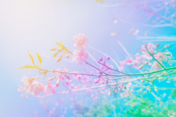 Colorful abstract background flower wild himalayan cherry at Chi