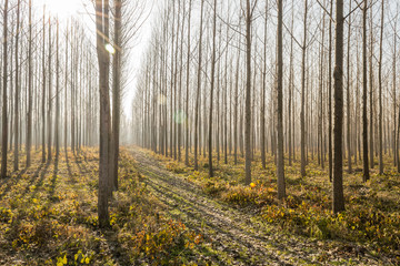 forest in the autumn