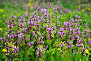 Fototapeta premium Grass and flowers with green leaf blurry background.
