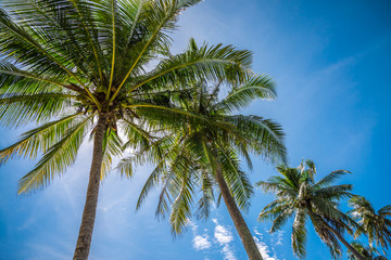 Fototapeta na wymiar Coconut palm tree summer holiday - Travel beach vacation concept.