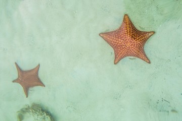 Fototapeta na wymiar Starfish on The Beach