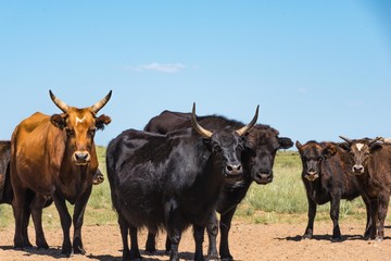 Mongolische Steppenrinder