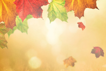 Naklejka na ściany i meble Maple leaves, the fall season