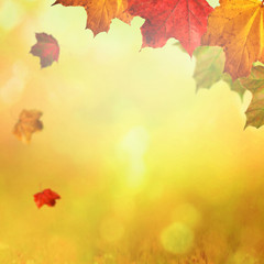 Naklejka na ściany i meble Maple leaves falling in autumn sunlight