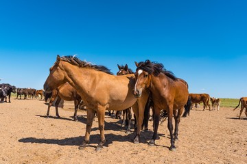 Fototapeta na wymiar Mongolische Pferde