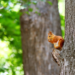Red squirrel on tree