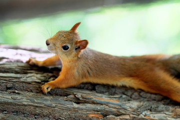 Red squirrel on tree