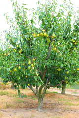 pear tree