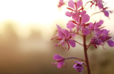 wild flower in fog on sunset