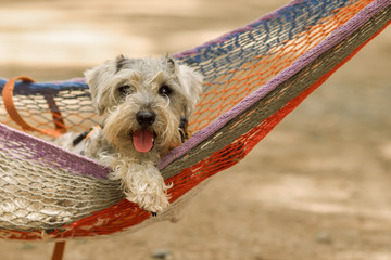 Grey Schnauzer dog laid on a hammock