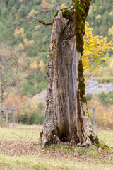 Fototapeta premium maple tree.