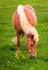 Typische Blondine auf Island