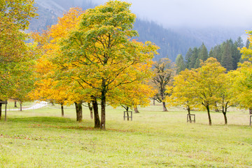 Naklejka premium maple tree.