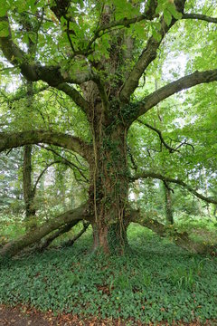 Old oak tree in woodland