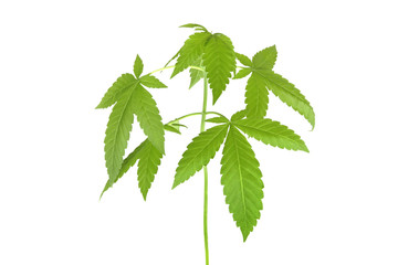 Cannabis Hanf Pflanze Freisteller