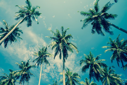 Coconut palm tree in sunny day blue sky background - Travel summer beach holiday concept, vintage tone